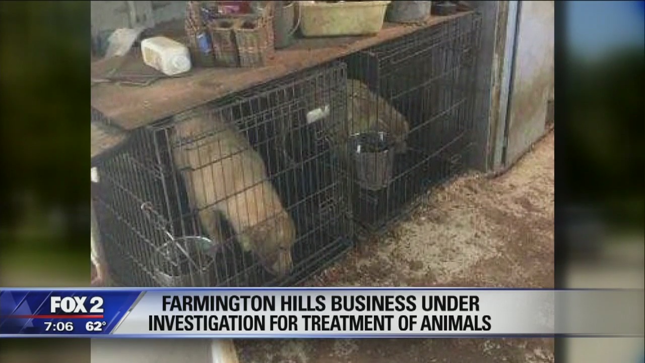 Golden Retriever breeder under investigation in Farmington Hills