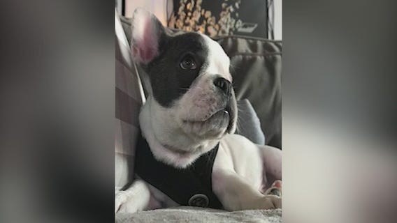 French Bulldog Stolen