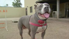 Best Friends Animal Shelter adoption drive ends today in Mission Hills