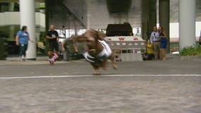 Wiener dogs race to the finish on Good Day LA