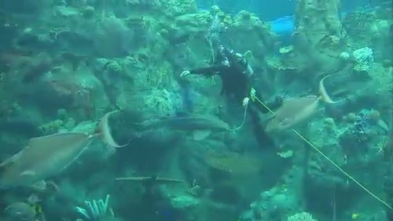 Sandra Endo swims with sharks at Aquarium of the Pacific