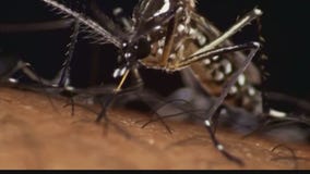 More positive tests for West Nile virus found in SF Valley mosquitos