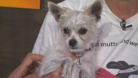 Pet Project: Evie at League of Extraordinary Mutts