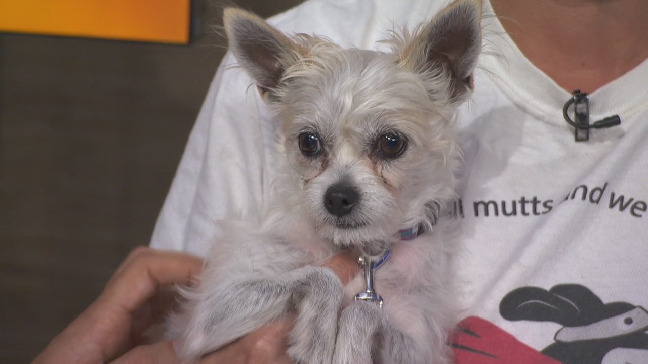 Pet Project: Evie at League of Extraordinary Mutts