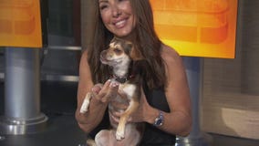 Sheila at Animal Alliance