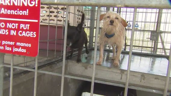 Fox 11 News In Depth Segment 4: Next week's show on shelter pets