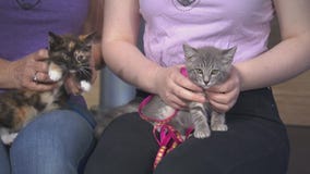 Hiccup and Plop at Kitty Bungalow Charm School for Wayward Cats