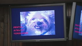 Rise in coyote attacks on pets spur protests from Torrance residents