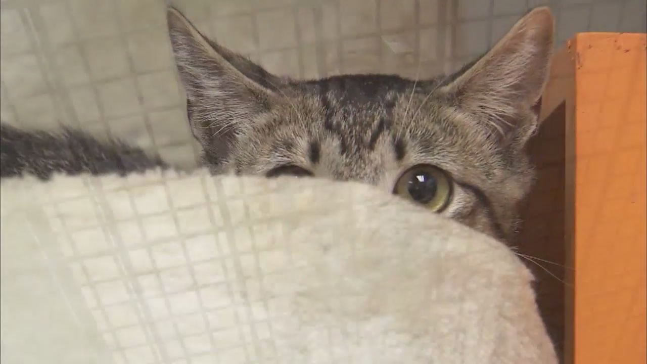 In Depth Shelters Segment 1