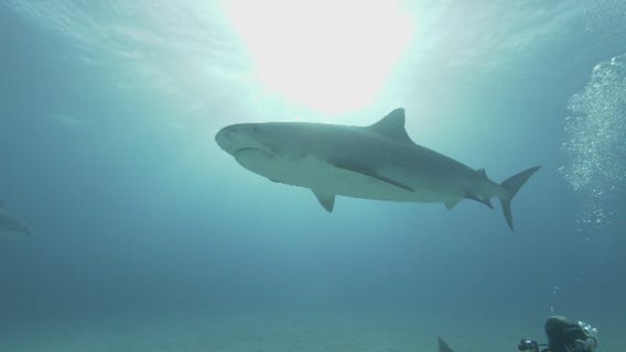 In Depth Segment 2 Sharks and the LB Aquarium