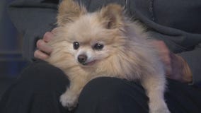 Sunshine at San Gabriel Valley Humane Society