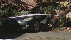 Woman killed when tree falls on vehicle in Tustin