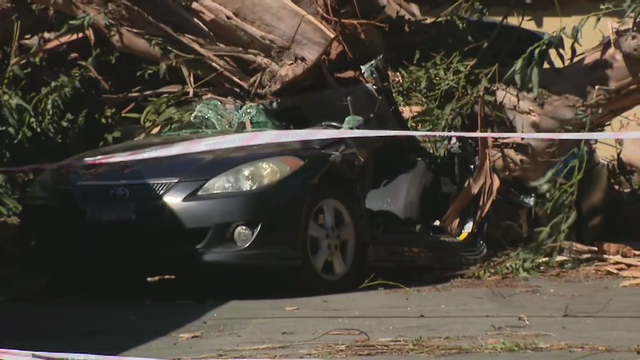 Woman killed when tree falls on vehicle in Tustin