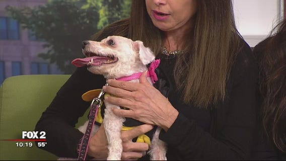 Almost Home's 4th Annual Hound-O-Ween Dinner