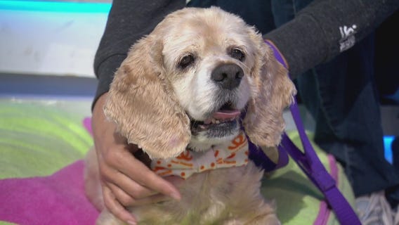 Fluffy at Best Friends Animal Society