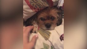 Dogs poisoned in West Hollywood