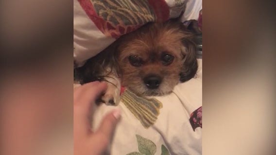 Dogs poisoned in West Hollywood