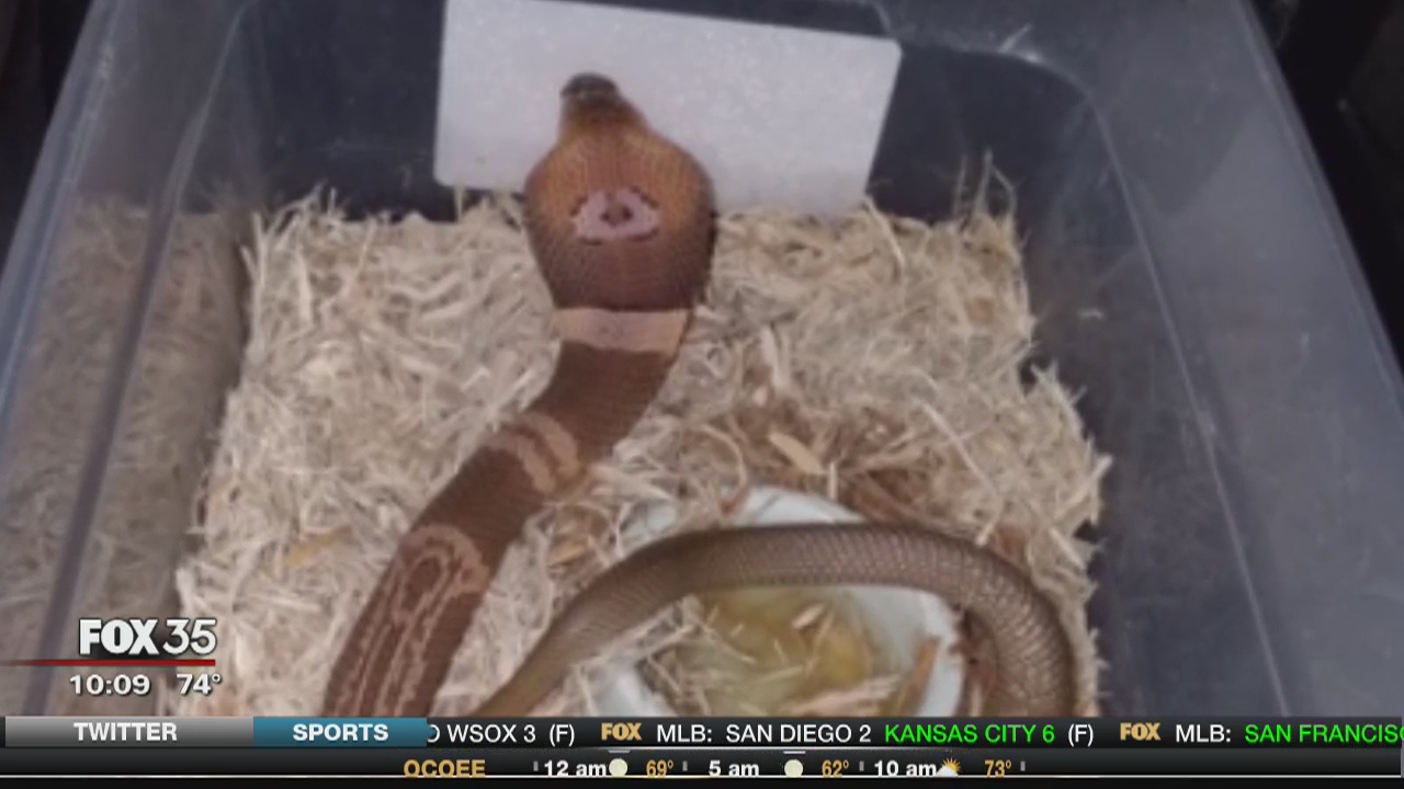 Missing Ocala cobra likely hiding in home