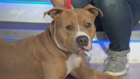 Marty at Michelson Found Animals Foundation