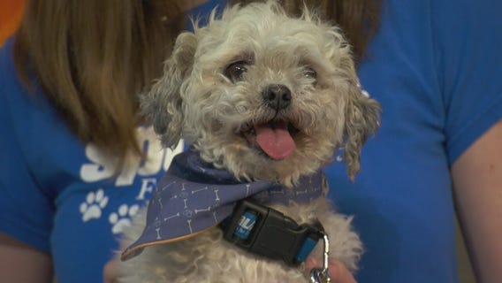Pet Project: Linus at spcaLA