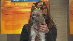 Pikachu at Doggie Tahiti