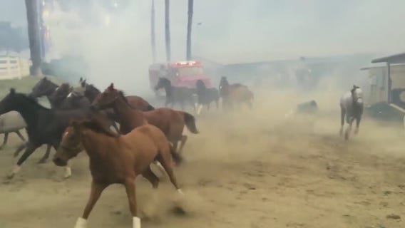 In Depth: Fire coat for horses