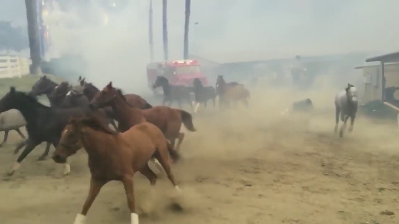 In Depth: Fire coat for horses