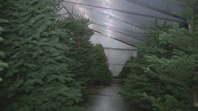 Selling Christmas trees online
