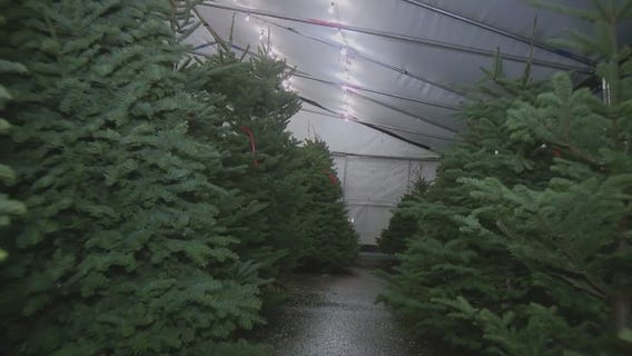 Selling Christmas trees online