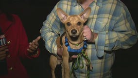 Dog and van returned