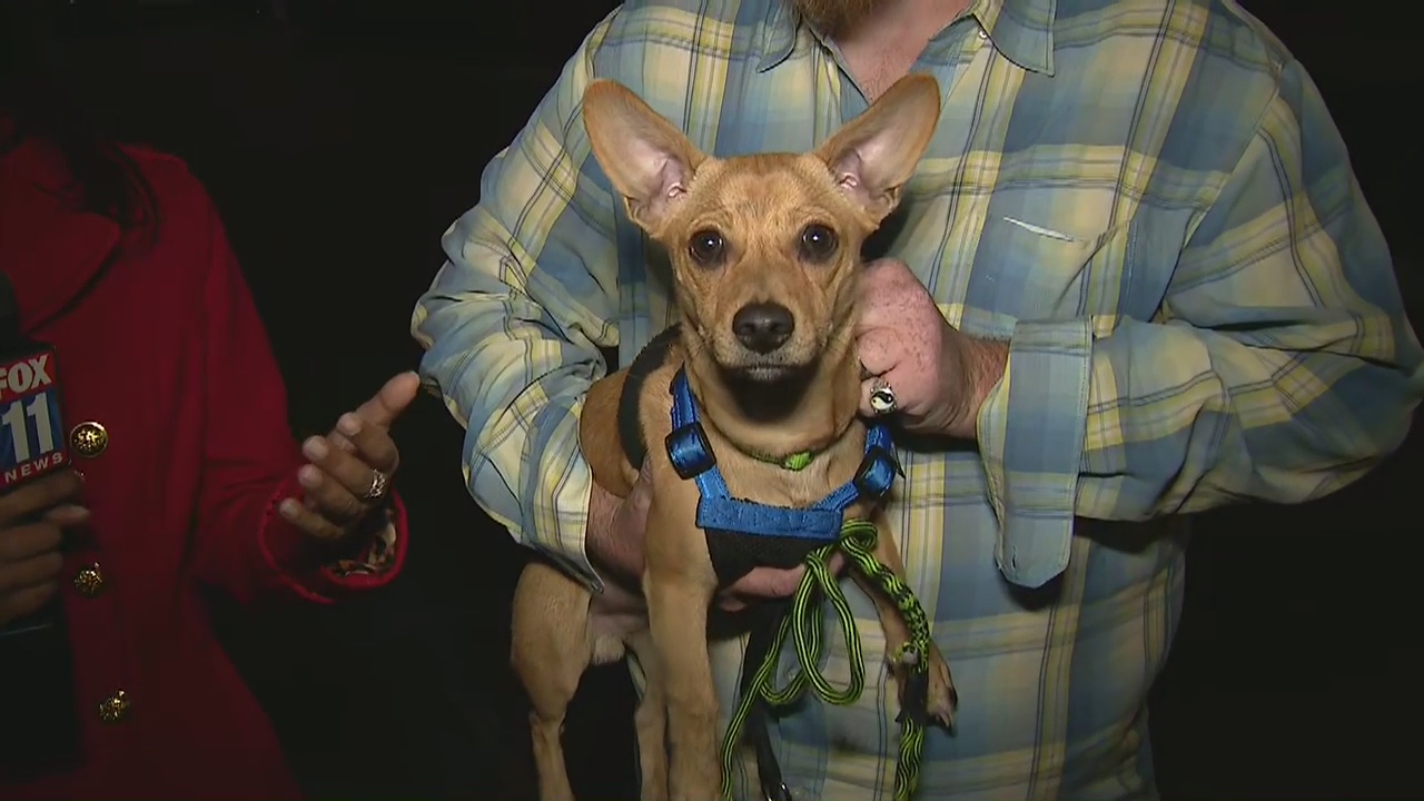 Dog and van returned