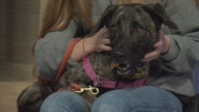 Pet Project: Primrose from Best Friends Animal Society