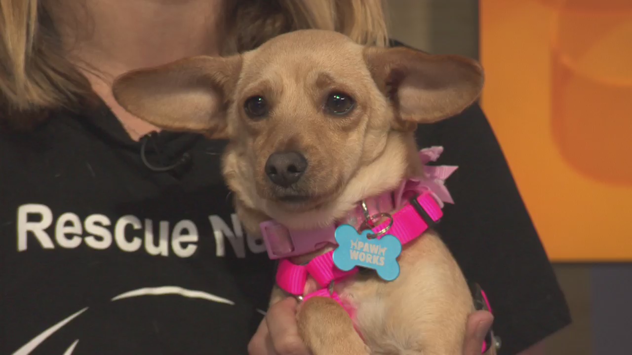 Pet Project: Makala from Paw Works