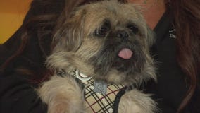 Pet Project: Dash from Doggie Tahiti