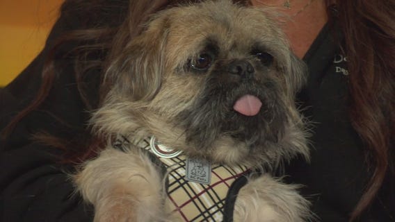 Pet Project: Dash from Doggie Tahiti