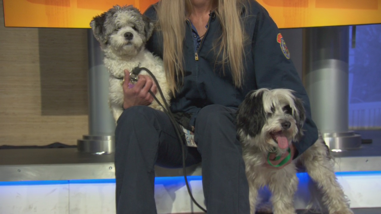 Pet Project: Ruff and Waffles from LA Animal Services