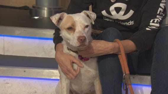 Pet Project: Pippi Longstocking from Best Friends Animal Society