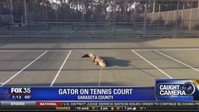 Gators in odd places around Florida