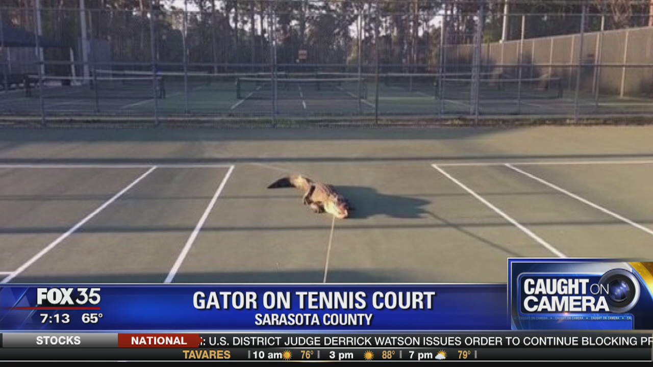 Gators in odd places around Florida