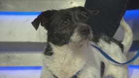 Pet Project: Ulysses from Paw Works