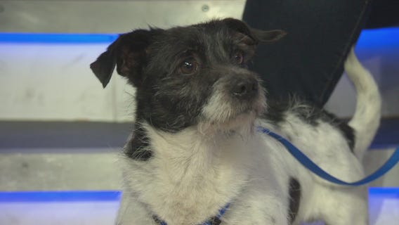 Pet Project: Ulysses from Paw Works