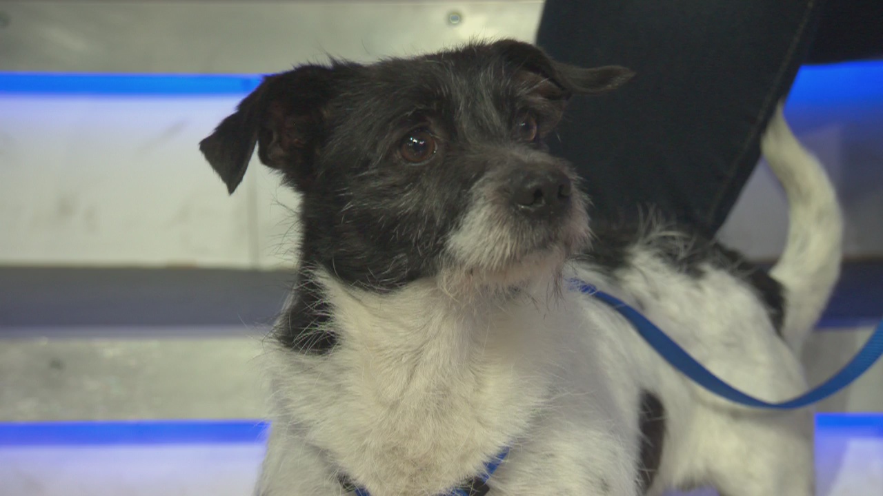 Pet Project: Ulysses from Paw Works