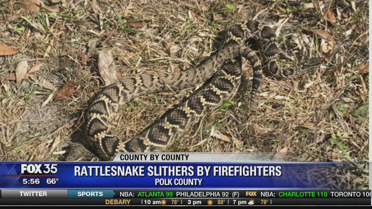 Rattlesnake slithers by firefighters