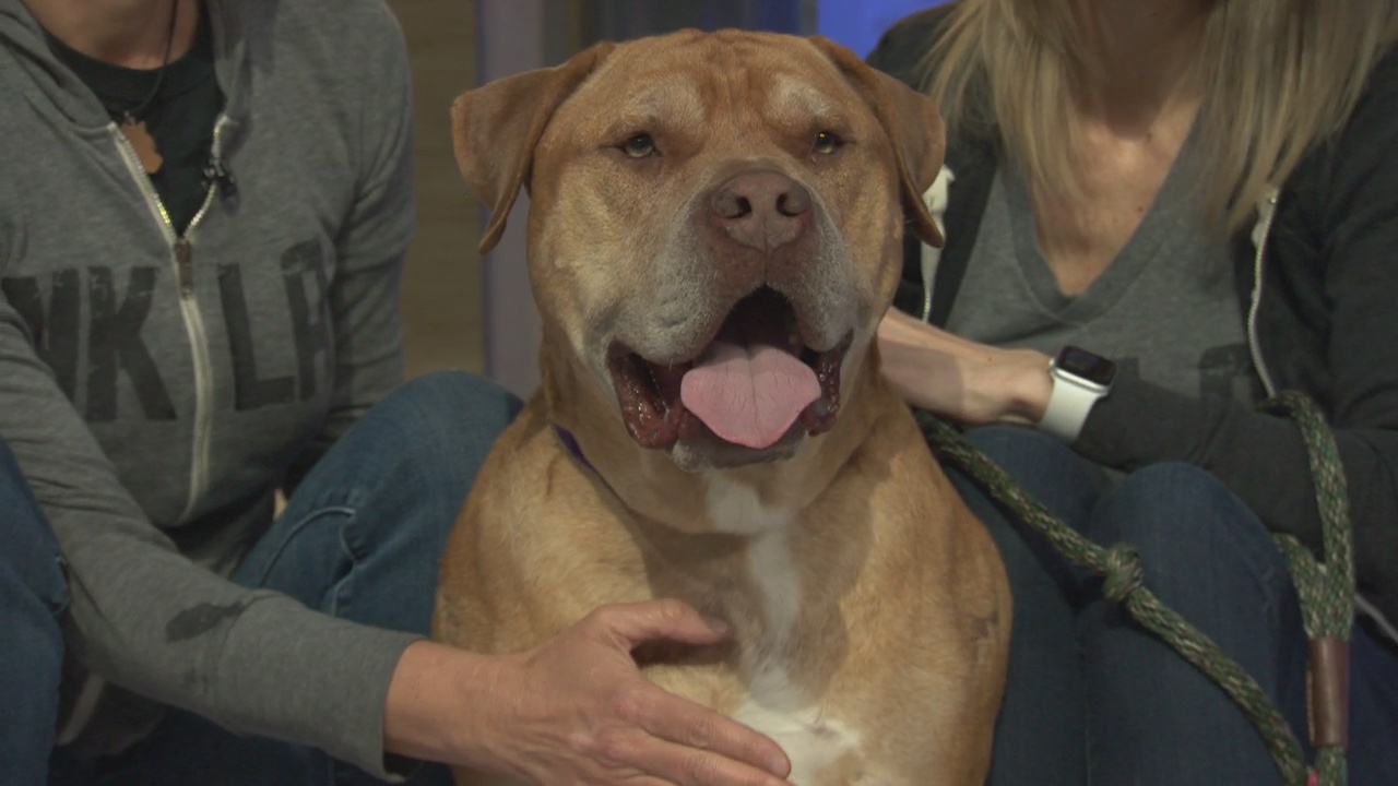 Pet Project: Remi from NKLA Pet Adoption Center