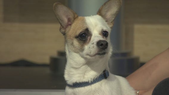 Pet Project: Eartha Kitt from Michelson Found Animals