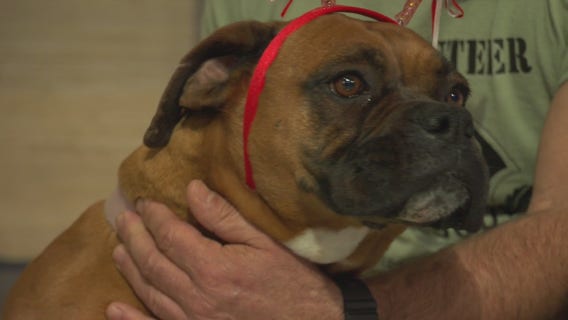 Pet Project: Kobi from Boxer Rescue LA