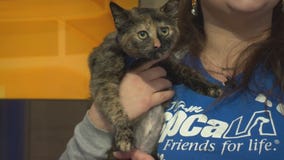 Pet Project: Nectarine from spcaLA