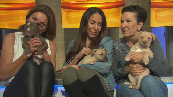 Pet Project: Phoebe, Riley, Coco and Olive from Labradors and Friends