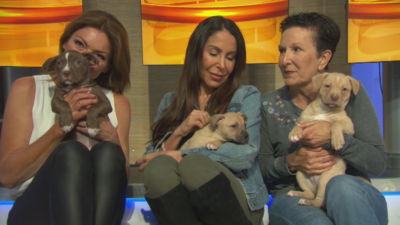 Pet Project: Phoebe, Riley, Coco and Olive from Labradors and Friends