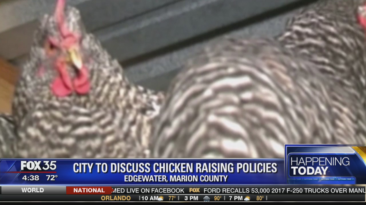 City to discuss chicken raising policies